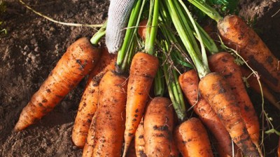제주 햇살 가득 담은 신선한 제주당근🥕 특별 할인 중!